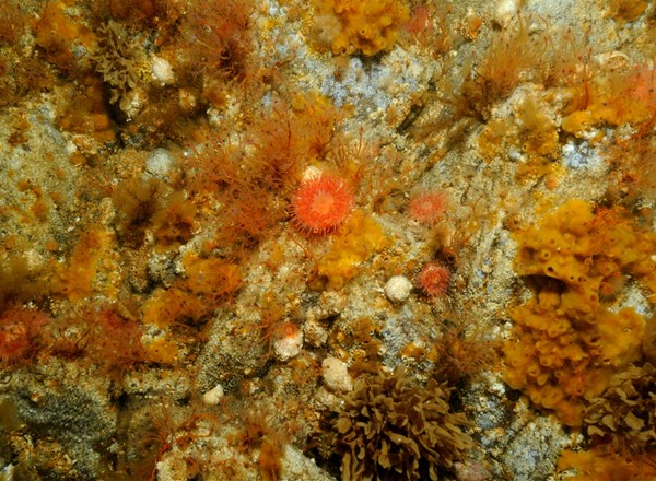 2009-2010, CMACS, Galloper, Benthic Survey